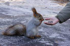 Free Image On Pixabay Squirrel Feeding Hands In 2020 Best Photoshop Actions Squirrel Photoshop Actions