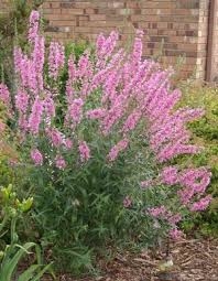 Image result for Lythrum