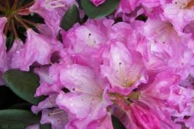 Rhododendron Lavender Princess Purple And White Blooms Will Grow To Five Feet Hardy To 0 F 2 Container Season Plants Tree Identification Large Plants