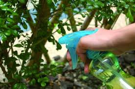無毒 6種自製環保殺蟲劑 好運旺旺來 痞客邦 watering globe watering green
