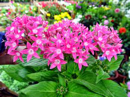 A.s çi̇ftli̇ği̇ aromatik bahçe uygulaması. Bahceniz Icin Naz Yapmayan Cicekler Haberi 3dkonut