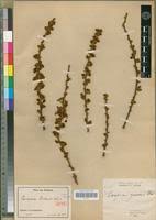 Image result for Paropsia