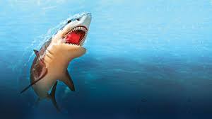 Initiated in 1958, there are now more than 6,500 individual investigations covering the period from the early 1500s to the present. Shark Attack Man Dies At Popular Aussie Tourist Beach