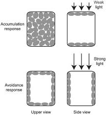 We did not find results for: Chloroplast Photorelocation Movement In Green Plant Cells With Multiple Download Scientific Diagram
