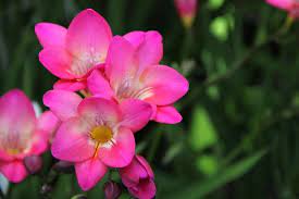 Flamingo Holland Freesia Pink Passion Freesia Flowers Freesia Flower Outline