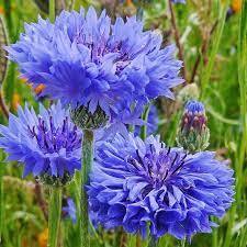Recently new bachelor's button colors have made this all time classic even better. Cornflower Seeds Tall Blue Flower Seeds In Packets Bulk Eden Brothers
