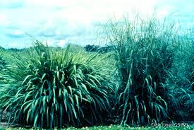 Image result for Andropogon gayanus