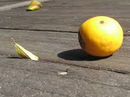 There are many reasons why your. Citrus Leaf Problems Leaves Falling Off A Citrus Tree
