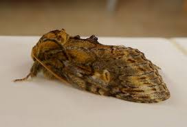 Image result for Peridea anceps