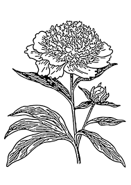 Beautiful portrait illustration printable instant download add to favorites click to zoom colornchics 6,610 sales | 5 out of 5 stars. Coloring Page Peony Free Printable Coloring Pages Img 27296