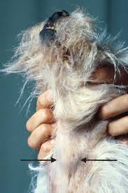 It is concluded that radiation therapy is a better treatment modality than chemotherapy alone. How Long Do Dogs Live With Thyroid Cancer