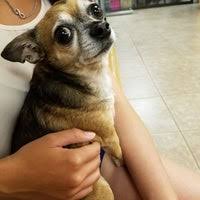 Welcome to animal hospital of aurora! Vca Aurora Animal Hospital 6 Tips