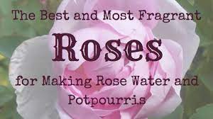 I also use it as a home remedy for skin and eye problems so it is best to have a bottle of rose water at home. The Best And Most Fragrant Roses For Making Rose Water Dengarden