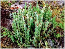 Image result for Euphorbia williamsonii