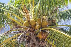 It contains vitamins a, b, c, and the elements zinc, calcium, potassium, and iron. What Is The Difference Between A Palm Tree And A Coconut Tree