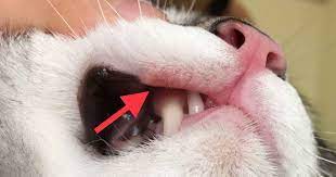 However, doctors advise keeping an eye on unexplained, persistent lumps in the mouth and neck as well as monitoring loose teeth. 6 Causes Of Lip Sores Mouth Ulcers In Cats Walkerville Vet