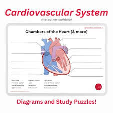 Image result for Cardiovascular Worksheets