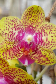 Phalaenopisis Blute Orchideen Bilder Aloe Pflanze Blumengeschaft