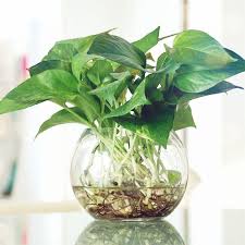 Image result for Epipremnum en casa
