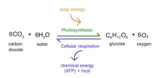 What will be the products of this reaction, if it occurs? Ch 4 Photosynthesis Flashcards Quizlet