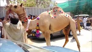 I had no idea what to expect when i arrived in sudan. Camel Sacrifice Video Dailymotion