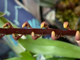 Image result for Bulbophyllum falcatum