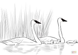 Trumpeter Swans With Newly Hatched Cygnets Coloring Page Free Printable Coloring Pages Free Printable Coloring Pages Coloring Pages Trumpeter Swan