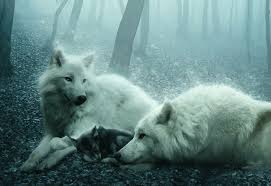 Check spelling or type a new query. 750x1334px Free Download Hd Wallpaper Wolf Family Two White Wolves With Cub Forest Animals Wallpaper Flare