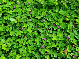 Image result for Grona triflora