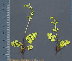 Image result for Anogramma leptophylla