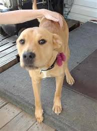 Caring for a labrador retriever isn't complicated, it just takes a little knowledge and getting into routines. Labrador Puppies Dayton Ohio