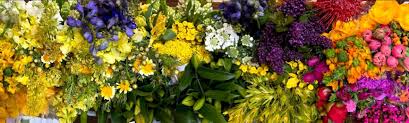 See reviews, photos, directions, phone numbers and more for the best wholesale florists in bronx, ny. Florabundance Wholesale Flowers For Floral Designers