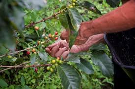Jun 29, 2021 · verfproducent akzonobel neemt zijn colombiaanse branchegenoot grupo orbis over. Colombiaanse Koffie Van La Casita