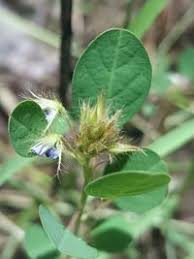 Image result for Grona barbata