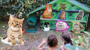 Asya Ile Nil Kediler Ile Oynuyor Asya And Nil Playing With Cats Kedi Asya Yavru Kediler