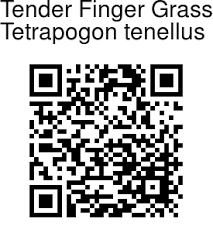 Image result for Tetrapogon tenellus