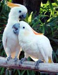 Parrots Place Cacatua Sulfurea Cacatua S Sulphurea