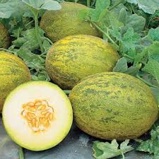 Dec 13, 2015 · after defeating ambrosia, go visit the clinic and speak to jones and nancy. Ambrosia Hybrid Cantaloupe Seeds Ws 16200 4 00 Weseeds Com