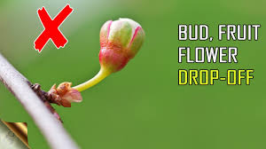 A treeflower that is preparing to blossom. 10 Reasons For Premature Bud Flower Or Fruit Drop Off Blossom Drop Bud Blast Youtube