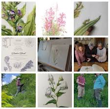 Image result for Dissotis speciosa
