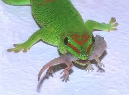 10 Phelsuma Grandis Ideas Gecko Reptiles Lizard