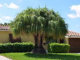 Our ponytail palm information and care guide provides the ponytail palm, also known as beaucarnea recurvata, or nolina is a distinctive looking houseplant with a swollen thick brown stem at its base. Ponytail Palm University Of Florida Institute Of Food And Agricultural Sciences