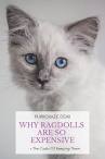 Ragdoll Kittens for Sale Near Me | Buy Ragdoll Kitten