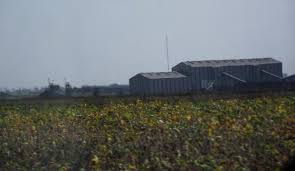 Image result for Ascolepis erythrocephala