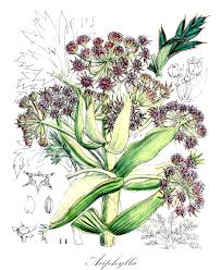 Image result for Lefebvrea grantii
