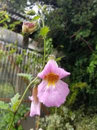 Image result for Aeollanthus rehmannii