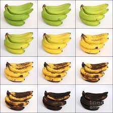 banana ripening sequence