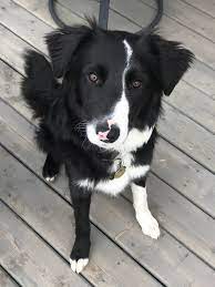 Dogs For Adoption Near Alberta Ab Petfinder Pet Adoption Pets Herding Dogs
