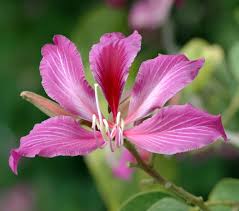 A branch with leaves from the tree in 32. Bauhinia Blakeana Wikipedia