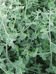 Image result for Micromeria